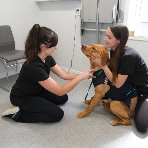  Animal Hospital Gravenhurst employees delivering a vaccination to a canine patient